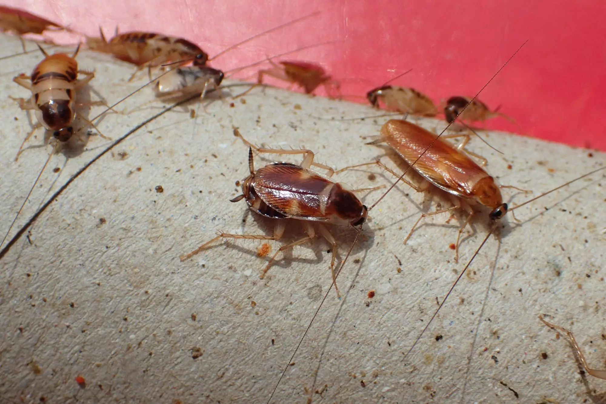 Откуда берутся тараканы